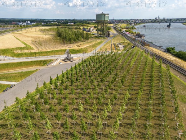 The Rheinpark in Duisburg-Hochfeld, on the Rhine, over 150 years a site for heavy industry, now a 60-hectare leisure area, over 3000 newly planted climate-resilient trees, with plenty of open space, playgrounds and sports fields, will be part of the IGA2027, North Rhine-Westphalia, Germany, Europe