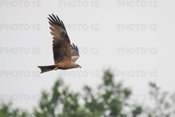 A black kite (Milvus migrans) flying high in the sky above green trees, Hesse, Germany, Europe