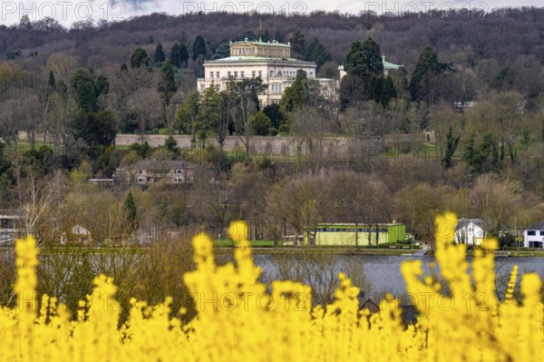 Flowering forsythia bushes, cultivation of a tree nursery, in Essen Fischlaken, in spring, March, still little green vegetation, above the Lake Baldeney, in the background the northern shore with the Villa Hügel, Essen, North Rhine-Westphalia, Germany, Europe