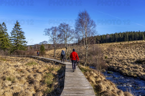 Hiking trail on wooden boardwalks through the High Fens, raised bog, in the Eifel and Ardennes region, High Fens-Eifel nature park Park, north-east of Baraque Michel, Belgium, Wallonia, Europe