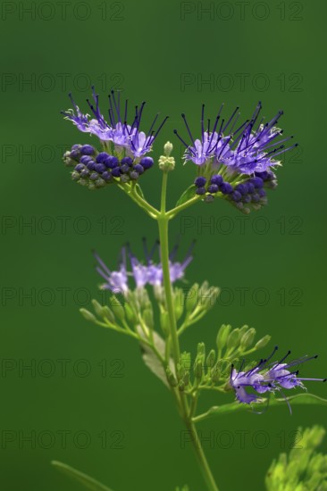 Clandon caryopteris (caryopteris x clandonensis), flower, flowering, Germany, Europe