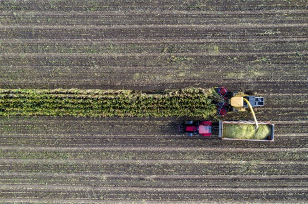 Maize harvest, combine harvester, chopper works its way through a maize field, the silage is pumped directly into a trailer, serves as cattle feed, Lower Rhine, Rees, North Rhine-Westphalia, Germany, Europe