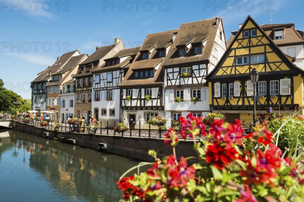 Picturesque colourful half-timbered houses, La Petite Venise, Colmar, Alsace, Bas-Rhin, France, Europe