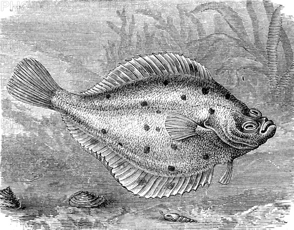 Plaice or turbot, Pleuronectes platessa, historical, digital reproduction of an original from the 19th century