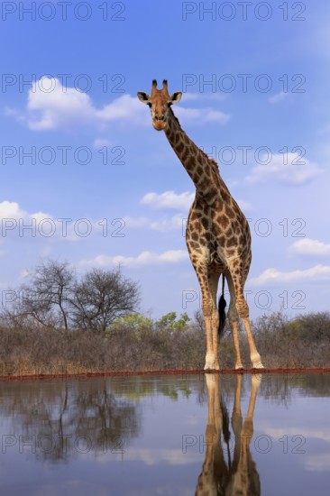 Southern giraffe (Giraffa camelopardalis giraffa), adult, at the water, Kruger National Park, Kruger National Park, Krugerpark, South Africa, Africa