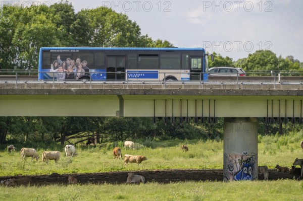 Shuttle bus of the University of Duisburg-Essen, shuttles between the two campuses of the university in Duisburg and Essen on the A40 motorway, bridge over the Ruhr and Styrumer Ruhrauen, herd of cattle, dairy cows grazing, Mülheim an der Ruhr, North Rhine-Westphalia, Germany, Europe