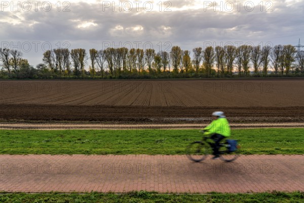 Landscape, near Meerbusch-Nierst, cycle path along the Rhine dyke, row of trees, field, North Rhine-Westphalia, Germany, Europe