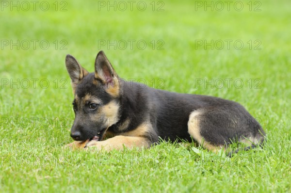 A playful German Shepherd puppy lies in the grass and chews, German Shepherd, shorthair