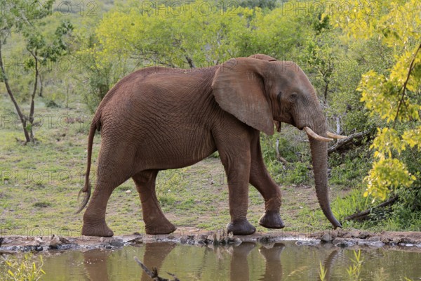 African elephant (Loxodonta africana), adult, male, bull, at the water, Kruger National Park, Kruger National Park, South Africa, Africa