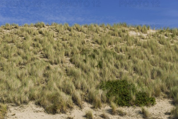 Heath landscape, dune landscape, hiking, excursion, nature, tourism, travel, blue sky, Kampen, Sylt, Germany, Europe