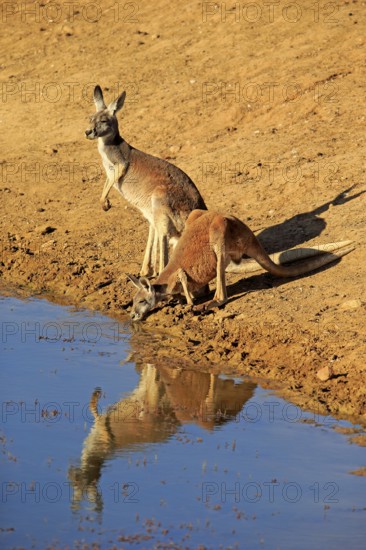 Red kangaroo (Macropus rufus), male, female, pair, drinking at water, waterhole, Sturt National Park, New South Wales, Australia, Oceania