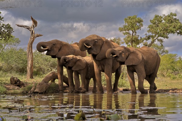 African elephant (Loxodonta africana), adult, juvenile, group, at the water, drinking, Kruger National Park, Kruger National Park, South Africa, Africa