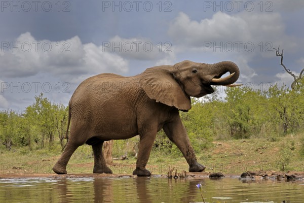 African elephant (Loxodonta africana), bull, male, at the water, drinking, Kruger National Park, Kruger National Park, South Africa, Africa