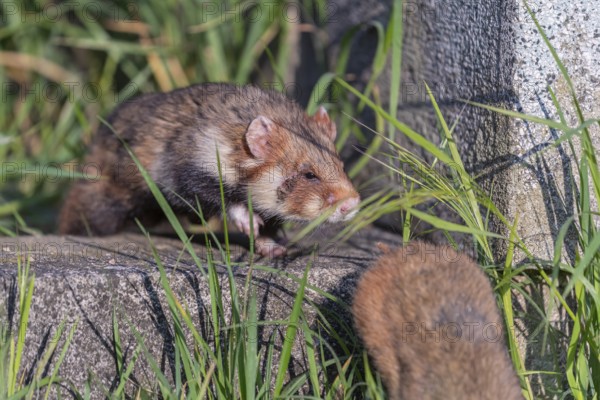 Mating season. One European hamster (Cricetus cricetus), Eurasian hamster, black-bellied hamster or common hamster, sitting next to the gravestone of an old grave