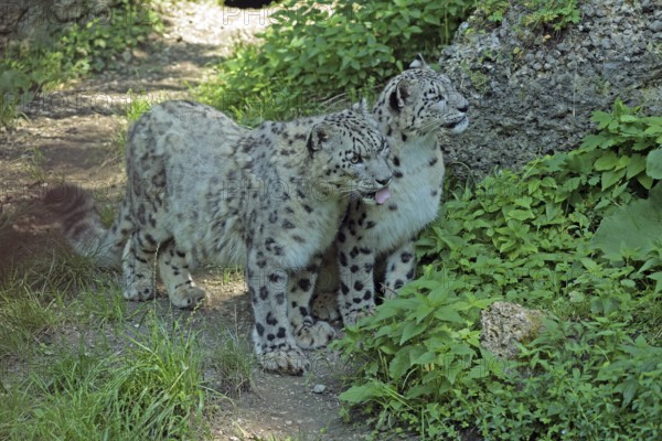 Snow leopard (Panthera uncia), captive