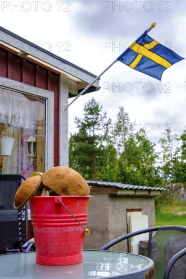 Bucket full of freshly picked wild mushrooms on a garden table in front of a holiday home with a Swedish flag in Blekinge, Sweden, Europe