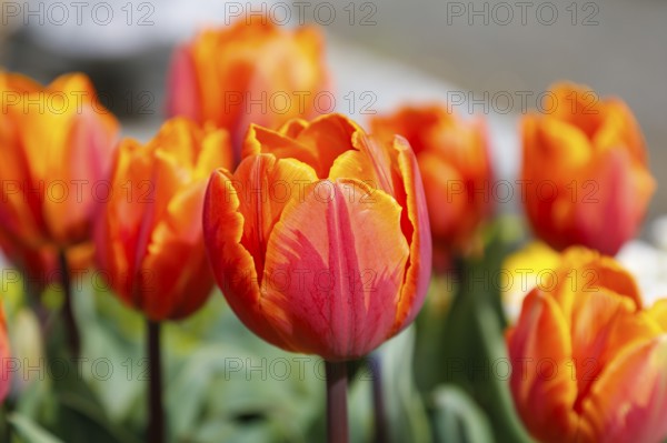 Gönningen tulip blossom, historic Gönningen cemetery, tulips (Tulipa), flowers, orange, red, two-coloured blossoms, spring bloomers, bulbous flower genus, old tradition, custom, custom, tulip show, Tulip Sunday at the foot of the Swabian Alb, Gönningen, Reutlingen district, Baden-Württemberg, Germany, Europe