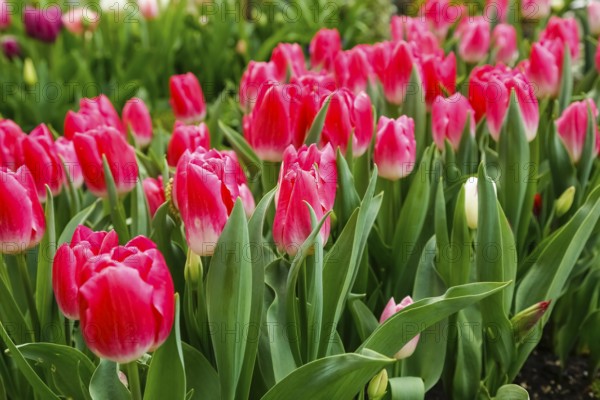 Gönningen tulip blossom, tulips (Tulipa), flowers, red blossoms, spring bloomers, bulbous flower genus, old tradition, custom, tulip show, Tulip Sunday at the foot of the Swabian Alb, Gönningen, Reutlingen district, Baden-Württemberg, Germany, Europe