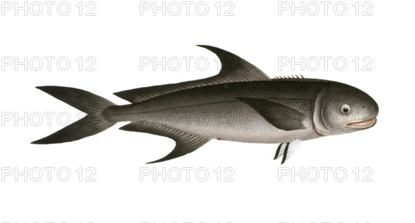 Fish, Fish, Group of perch relatives, Scomber niger, Negro fish, the Negro-Mackrel, Historical, digitally restored reproduction from a 19th century original, Record date not stated