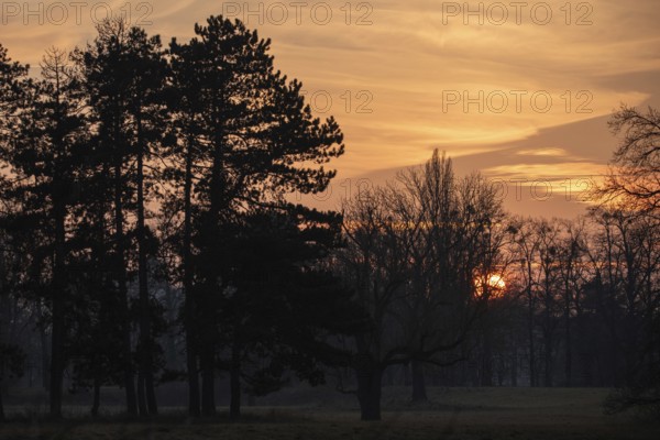 Atmospheric sunset through trees with intense orange in the sky, Germany, Europe