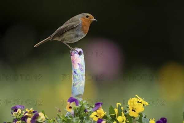 European robin (Erithacus rubecula) adult bird on a trowl handle in garden plant pot with pansy flowers, England, United Kingdom, Europe