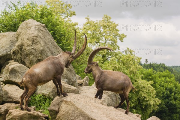 Two male ibex (Capra ibex) are standing on a rock and playfully fighting. A green forest can be seen in the background