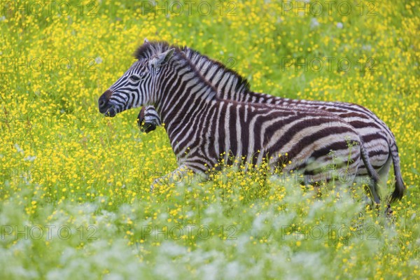 Chapman's zebra (Equus quagga chapmani) grazing on a yellow flowering meadow