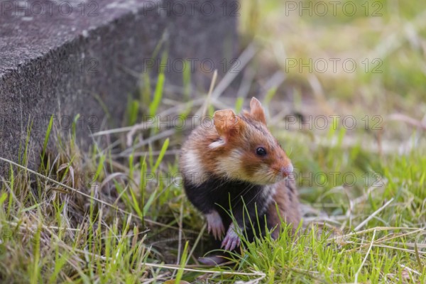 A European hamster (Cricetus cricetus), Eurasian hamster, black-bellied hamster or common hamster, sits next to the gravestone of an old grave