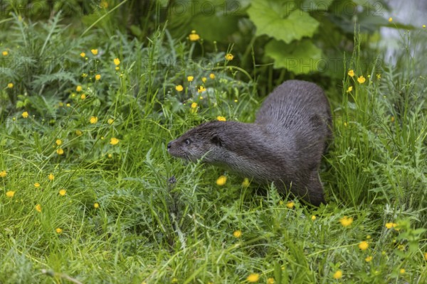 One Eurasian otter (Lutra lutra), walking through a field of yellow flowers (Ranunculus) and green vegetation