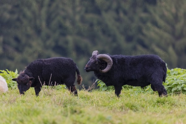 A male Ouessant sheep, Ovis ammon aries, checks the readiness of a female to conceive