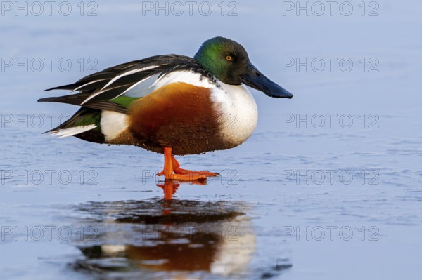 Northern shoveler (Spatula clypeata, Anas clypeata) adult male, drake resting on ice of frozen pond in winter