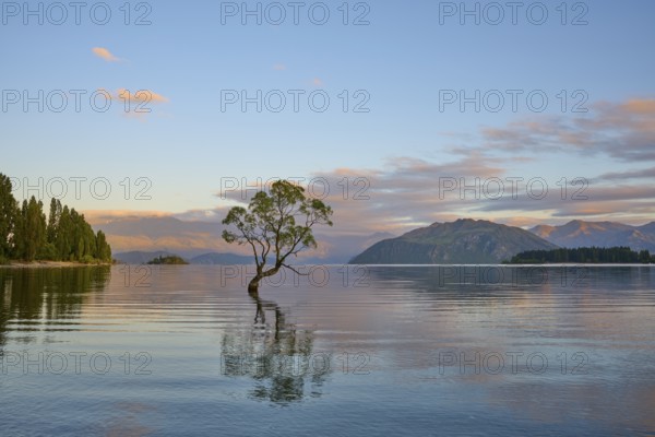 A tree stands in the lake, surrounded by clear mountains and calm morning air, summer, Lake Wanaka, Wanaka, Otago, South Island, New Zealand, Oceania