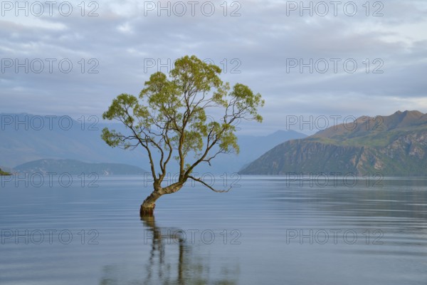 A tree stands calmly in the blue water of a lake, surrounded by mountains, summer, Lake Wanaka, Wanaka, Otago, South Island, New Zealand, Oceania