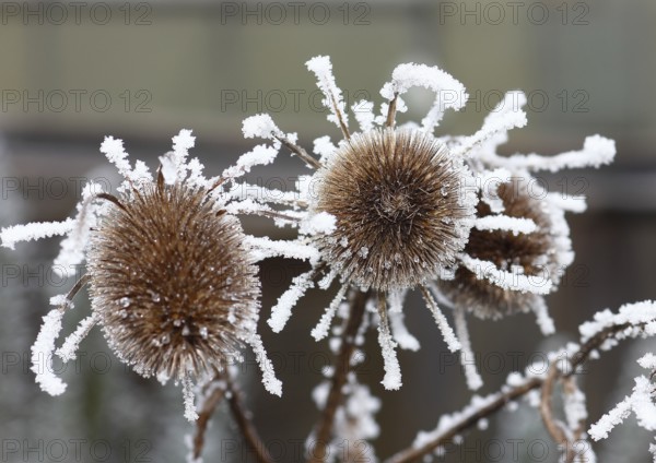 Wild teasel (Dipsacus fullonum), dried inflorescences with hoarfrost, North Rhine-Westphalia, Germany, Europe