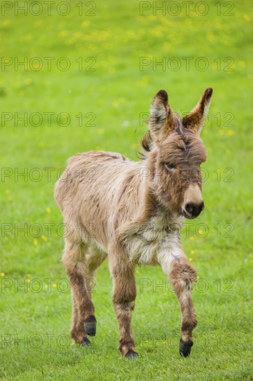 A mixed breed donkey foal runs across a green meadow