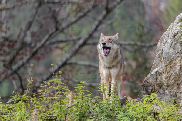 A female grey wolf (Canis lupus lupus) stands on a lying tree trunk in next to a rock on the top of a small hill