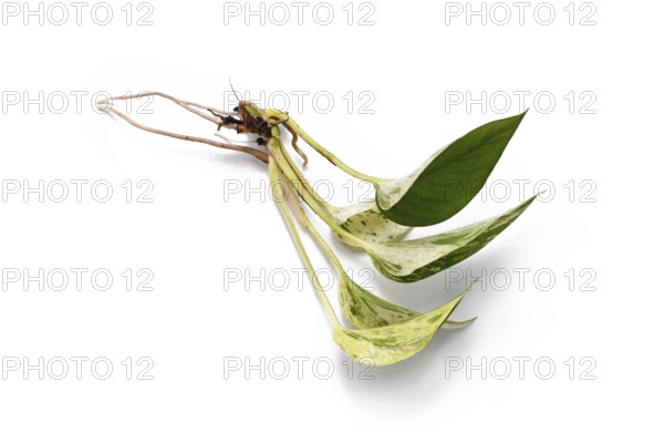 Plant cutting of Epipremnum Aureum Marble Queen houseplant on white background