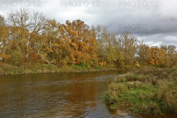 Autumn foliage colouring on the banks of the Mulde river near Dessau, Autumn atmosphere in the biosphere reserve, Middle Elbe Biosphere Reserve, Dessau-Roßlau, Saxony-Anhalt, Germany, Europe