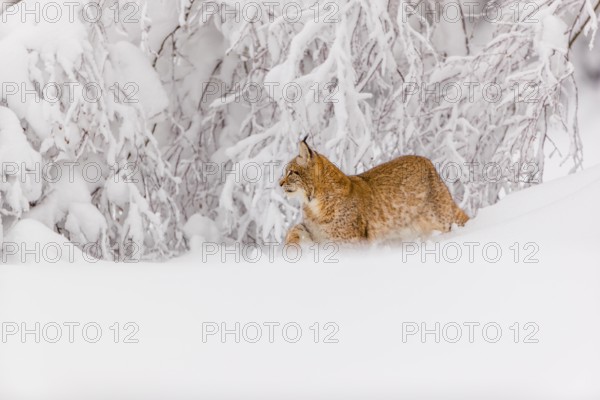 One young male Eurasian lynx, (Lynx lynx), walking through deep snow covered undergrowth in a forest