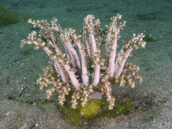 Beige-coloured tree anemone, hellfire (Actinodendron arboreum), sea anemone, with branching structures on the seabed, dive site Secret Bay, Gilimanuk, Bali, Indonesia, Asia