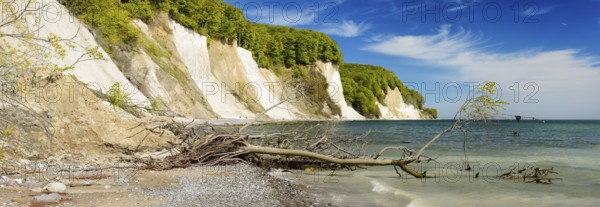 Uprooted tree on the cliffs in front of the chalk cliffs on the Baltic Sea, Jasmund National Park, Rügen Island, Mecklenburg-Western Pomerania, Germany, Europe