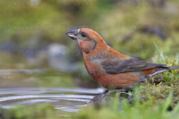 Common crossbill (Loxia curvirostra) adult male bird at a woodland water pool, England, United Kingdom, Europe