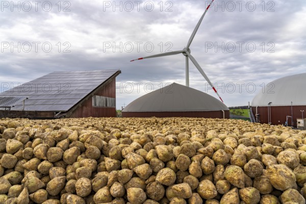 Biogas plant produces gas from various biomass, here the sugar beet storage, the electricity is produced in combined heat and power plants with the biogas produced and sold to companies in the neighbouring industrial estate, the heat generated is fed into a local heating network, gas storage and wind power plant, Ense, North Rhine-Westphalia, Germany, Europe