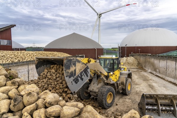 Biogas plant produces gas from various biomass, here the sugar beet storage, the electricity is produced in combined heat and power plants with the biogas produced and sold to companies in the neighbouring industrial estate, the heat generated is fed into a local heating network, gas storage and wind power plant, Ense, North Rhine-Westphalia, Germany, Europe