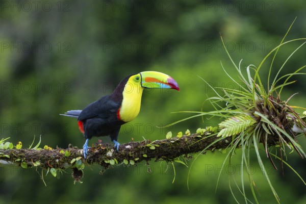 Fishing Toucan (Ramphastos sulfurantus), Toucans (Ramphastidae), Laguna del Lagarto Lodge, Alajuela, Costa Rica, Central America