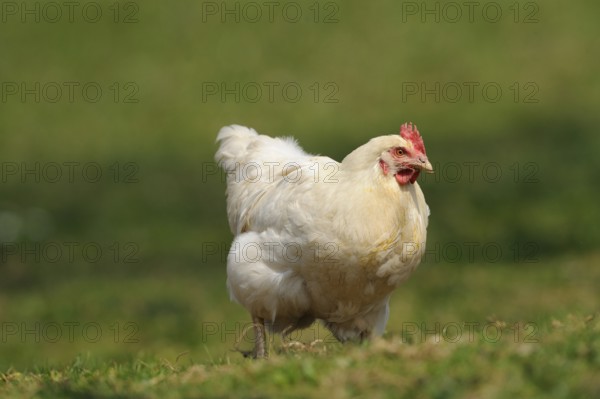 White hen on a meadow in natural surroundings, domestic fowl (Gallus gallus domesticus), Franconia