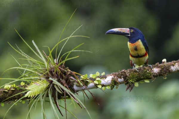 Collared Aracari (Pteroglossus torquatus), Toucans (Ramphastidae), Laguna del Lagarto Lodge, Alajuela, Costa Rica, Central America