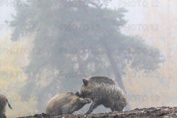 Two wild boar or wild pig (Sus scrofa), play fighting on an opening in early morning mist, with an autumnal colored forest in the background