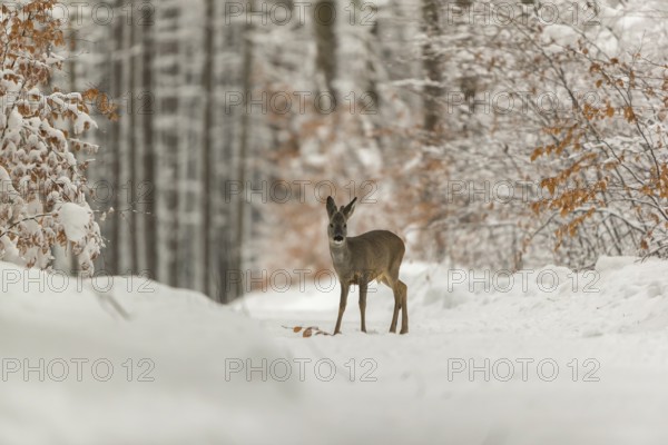 One young male Roe Deer, Roe buck (Capreolus capreolus), walking through a forest in deep snow. Trees in the background