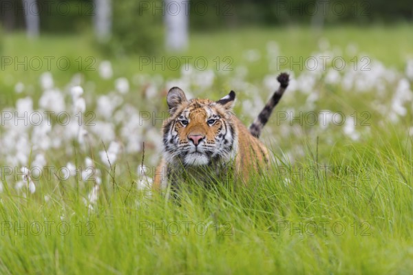 One young female Siberian Tiger, Panthera tigris altaica, running thru tall fresh cottongrass. Early morning light